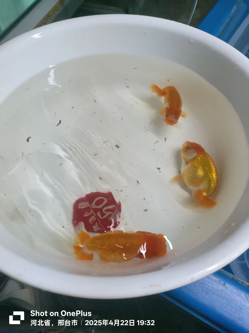 观赏鱼 协会系日寿