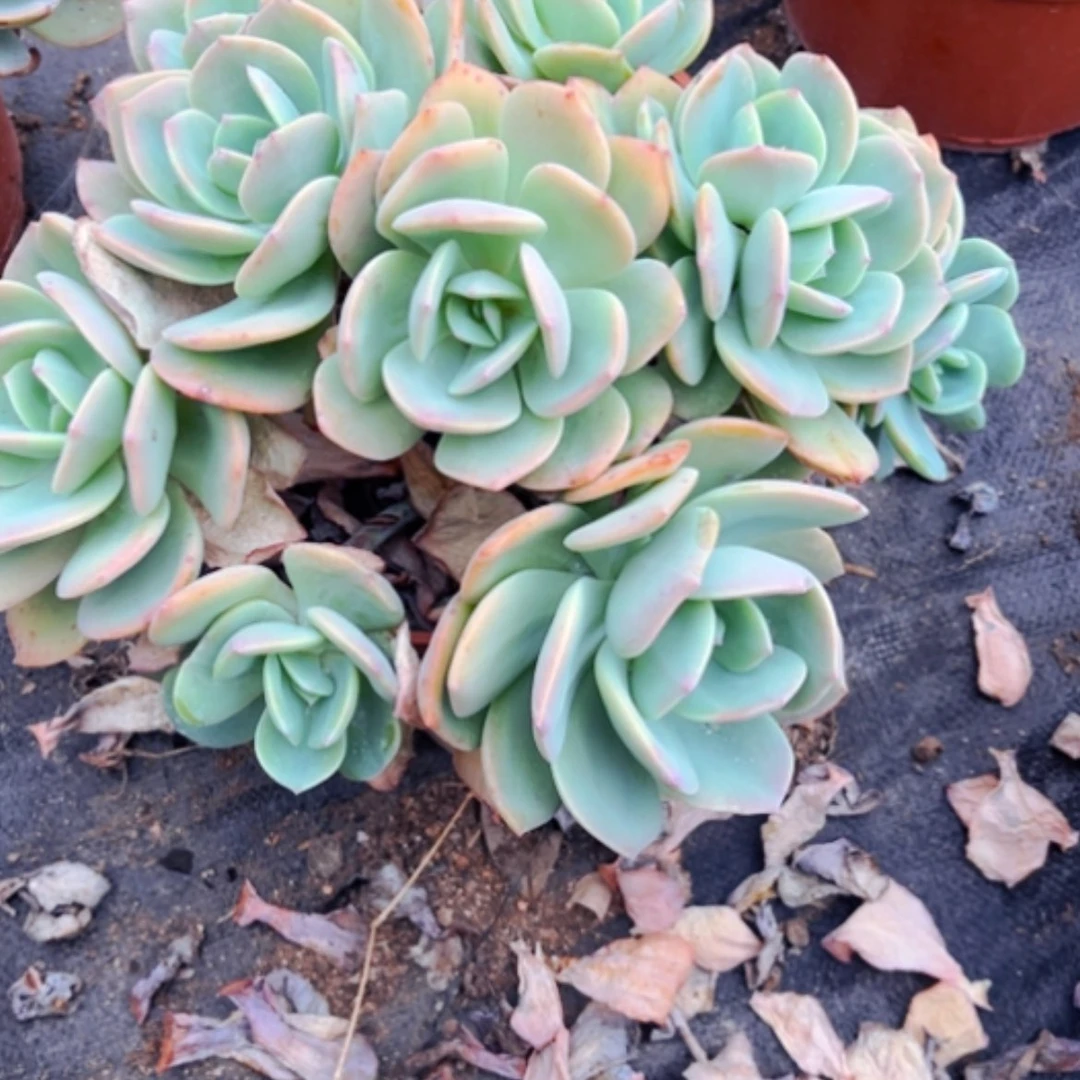 【闪购商品】小**言白凤