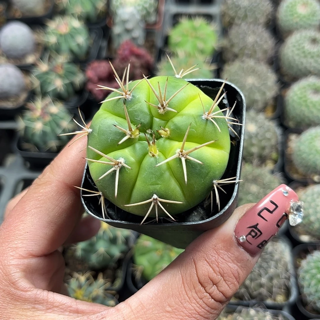 勇将单头发货单头发