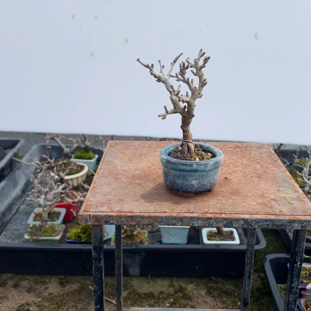 【闪购商品】长寿梅盆景长寿梅盆景