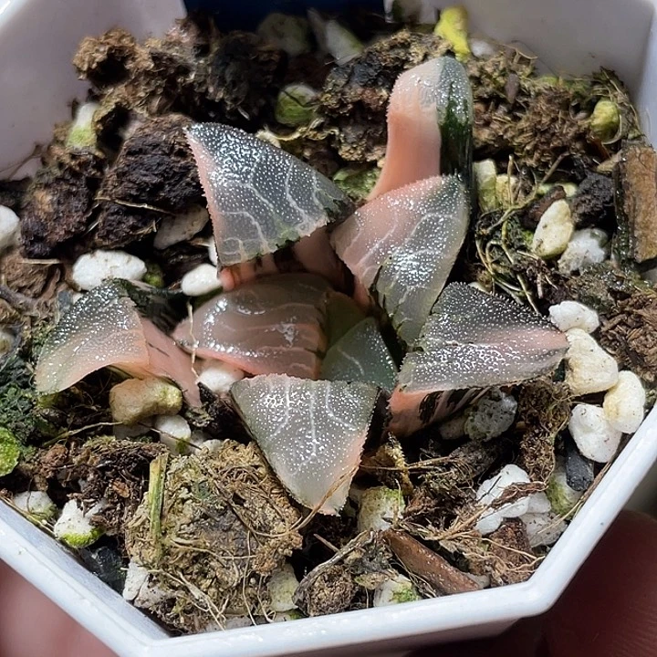 612大型克锦福利一物