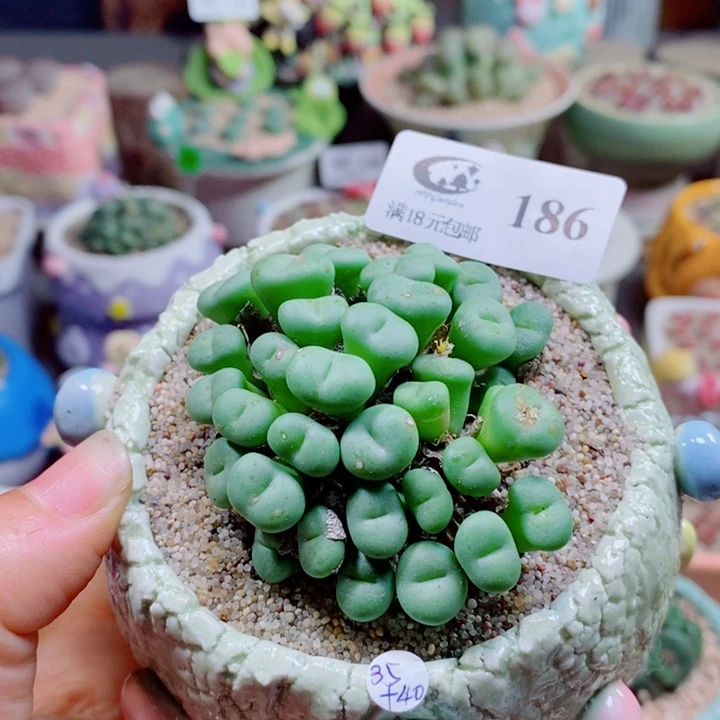 生石花花花花花花186