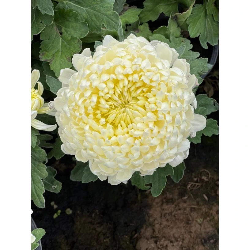 精品菊花，基地自营，一物一拍款，不拍快递发三棵裸根，请看清。