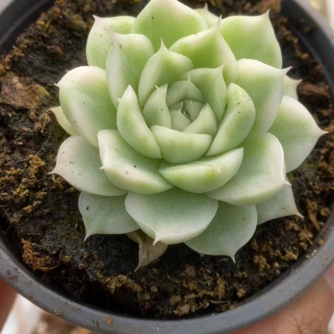 679白瓷麦秆锦锦锦锦锦