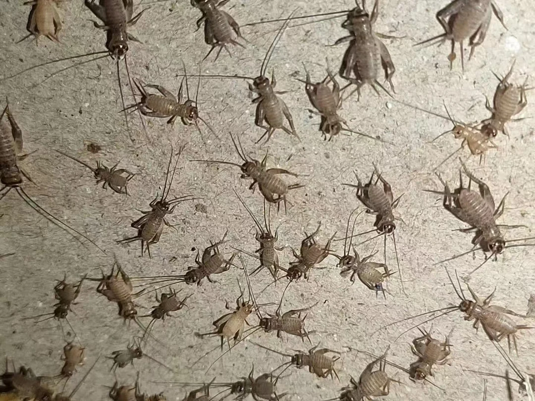 新出大秧子100块钱200条送饲料