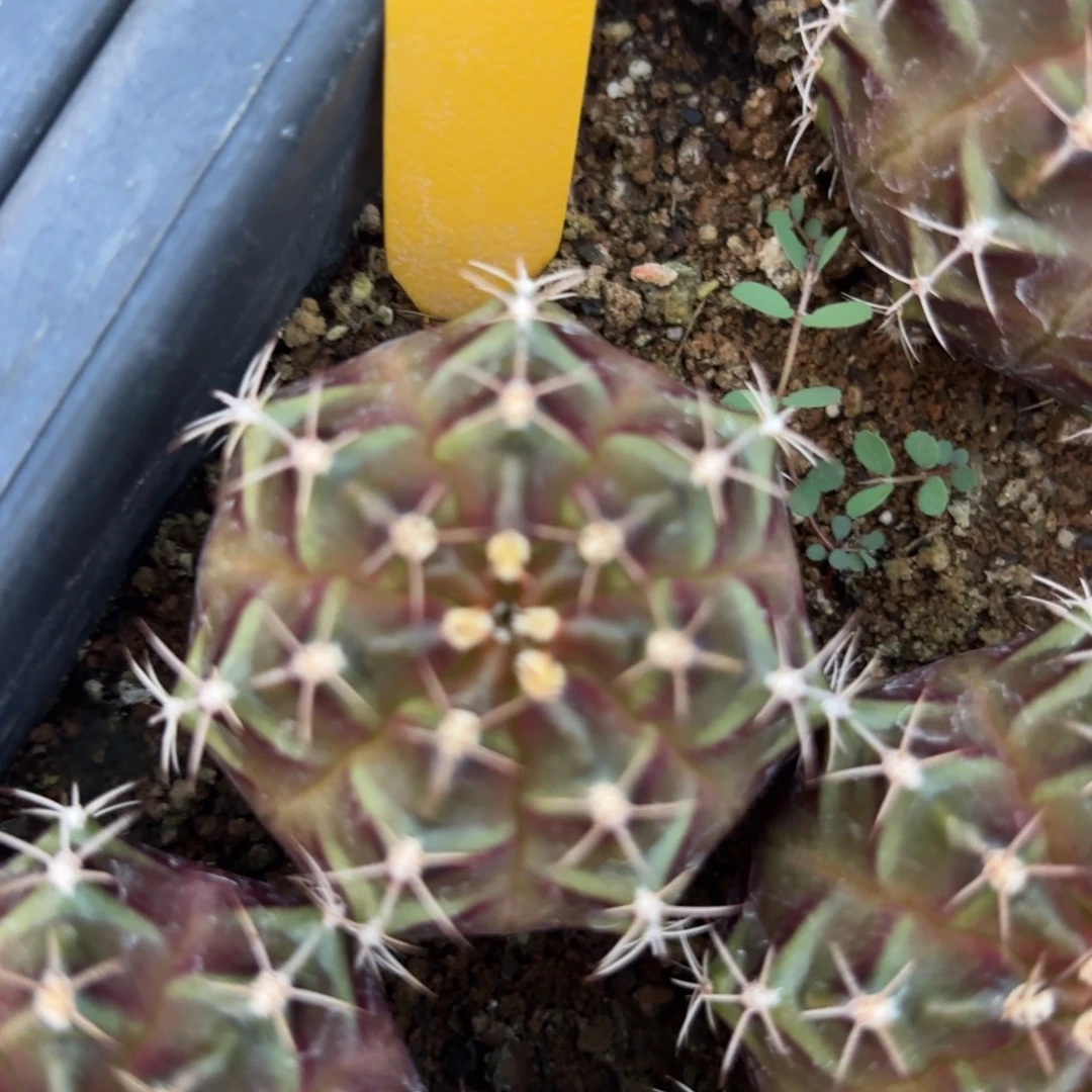 L540-1210泰国发货 姹露紫