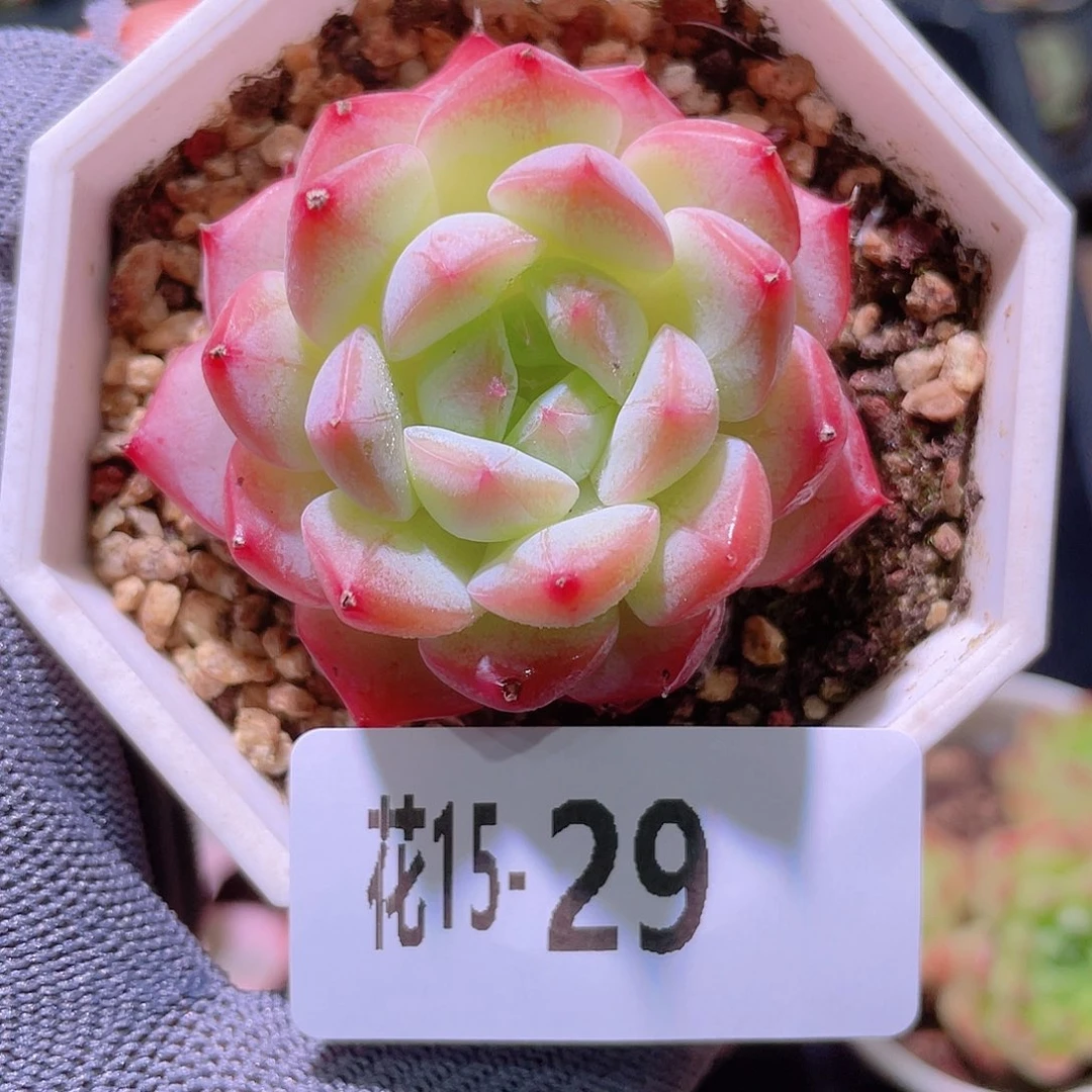 花利美15-29白桃汽水