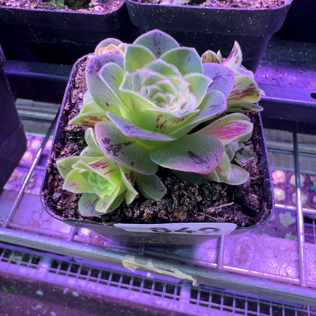 L****y红叶849山地玫瑰多肉