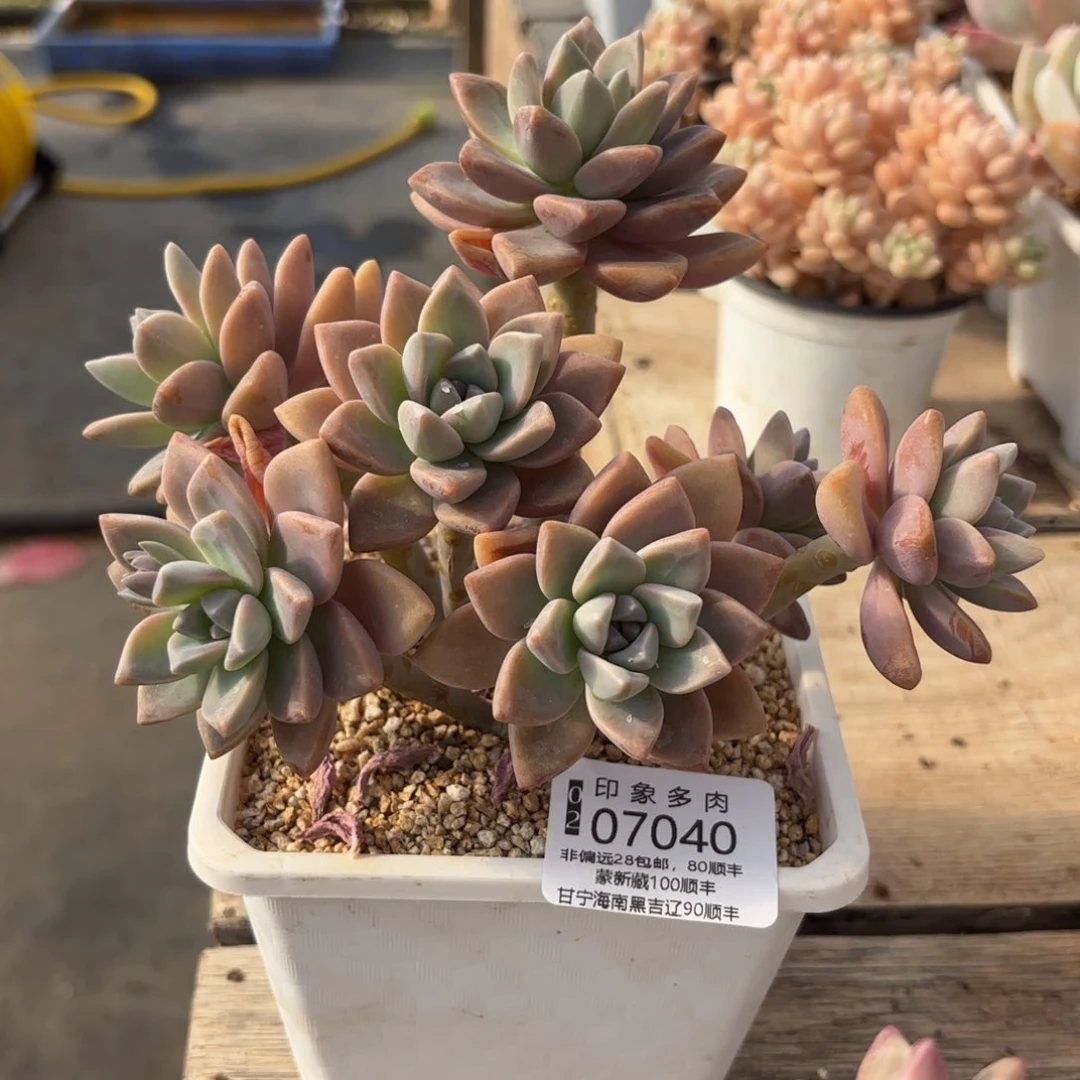 小*北多肉植物07040gggg