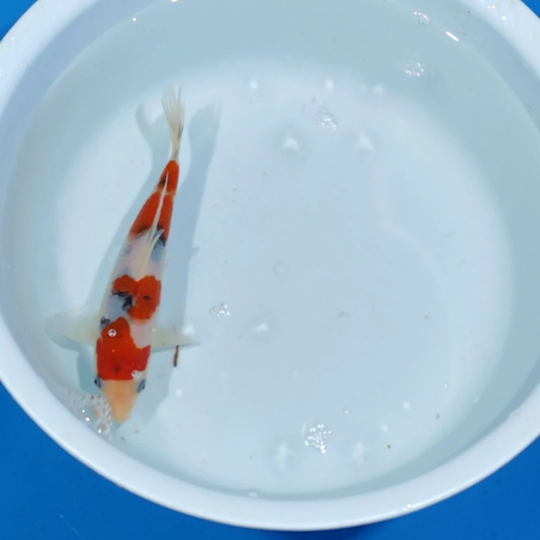 锦鲤16公分高大正不寄养手术过