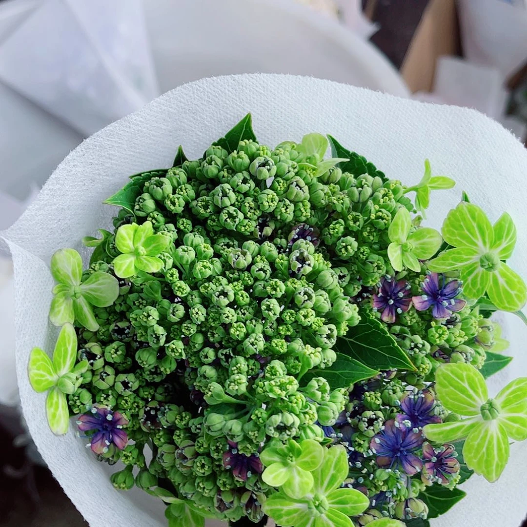 完全开放稀有绣球花221