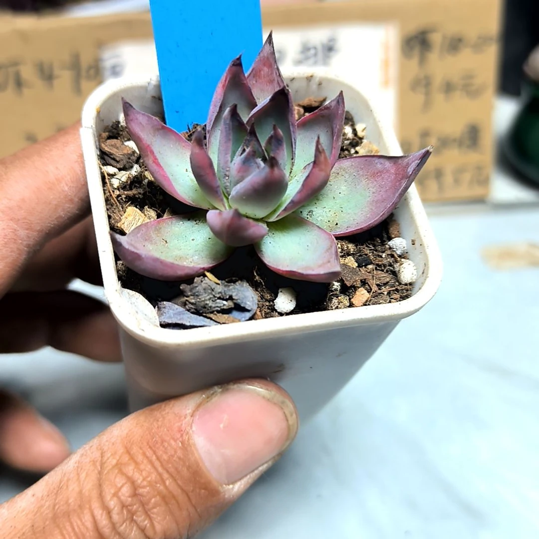 满6元包邮，惊鸿仙子单头小小小