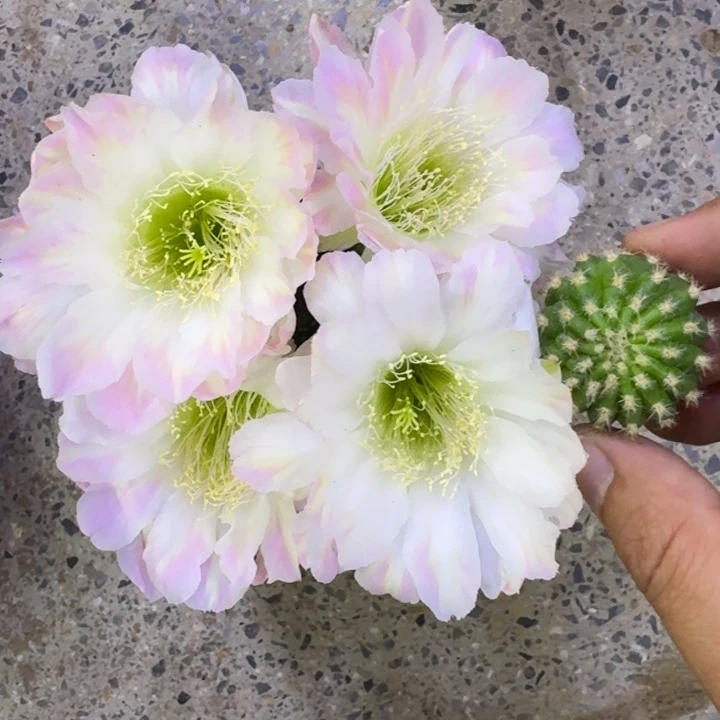204丽花绿姬歪3公分左右无根侧牙,20包邮