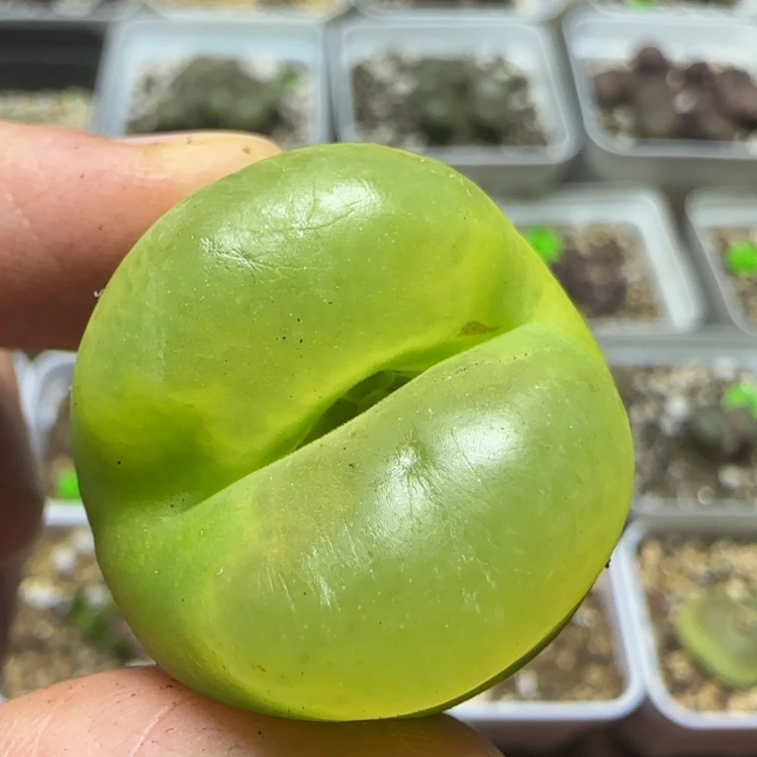 2.8漂亮多肉植物420