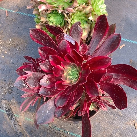 当****》199法师2棵多肉植物