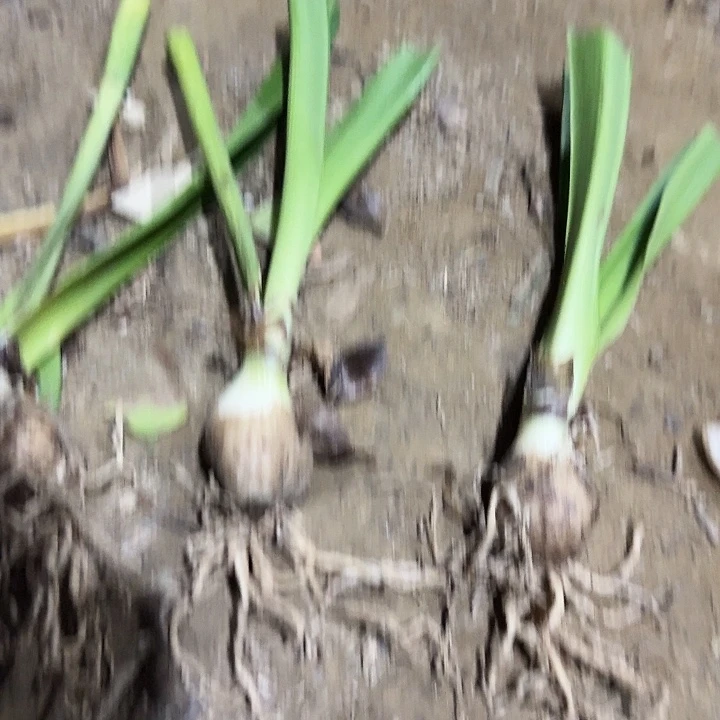 兰尼朱顶红一棵3+