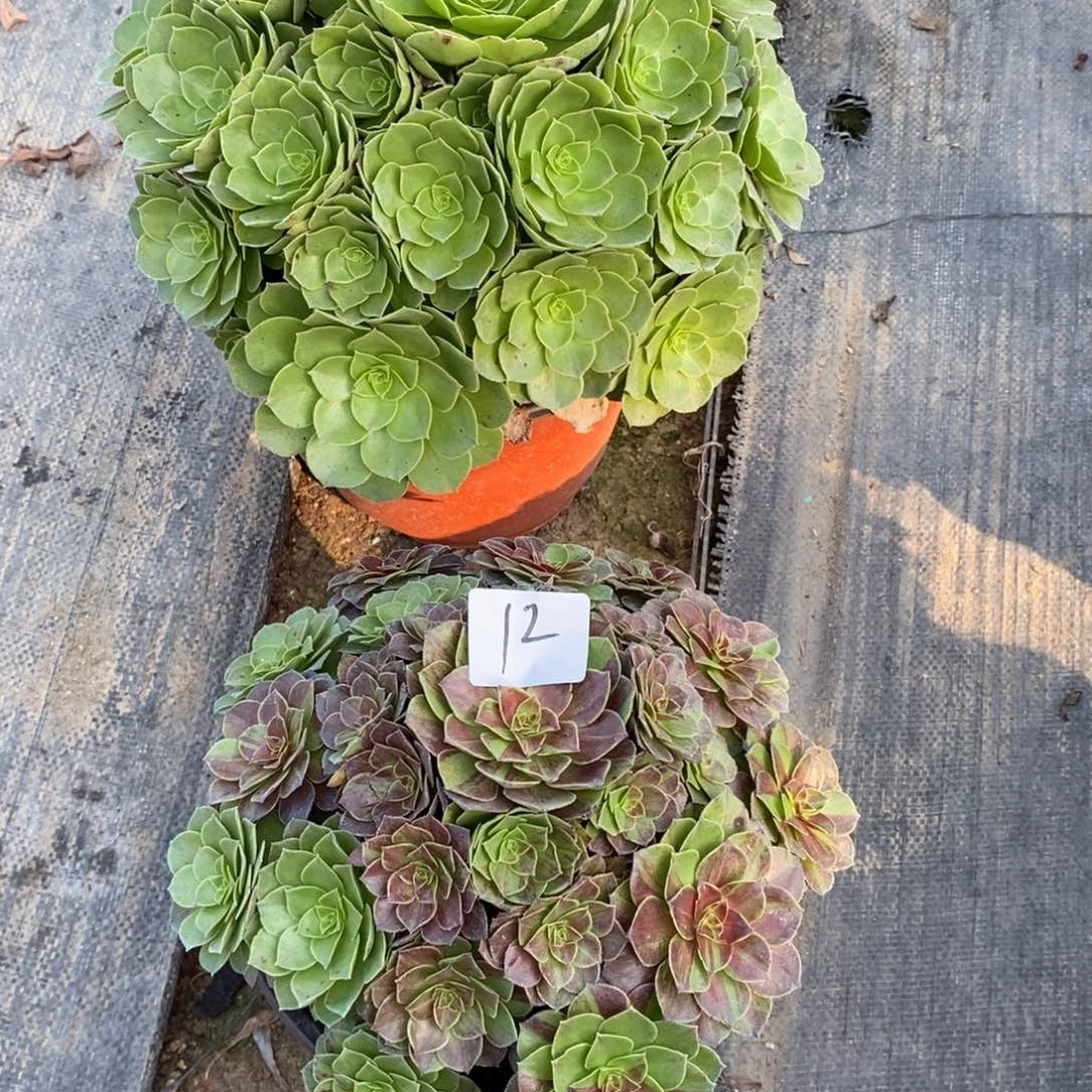时****>多肉植物组合拼盘12