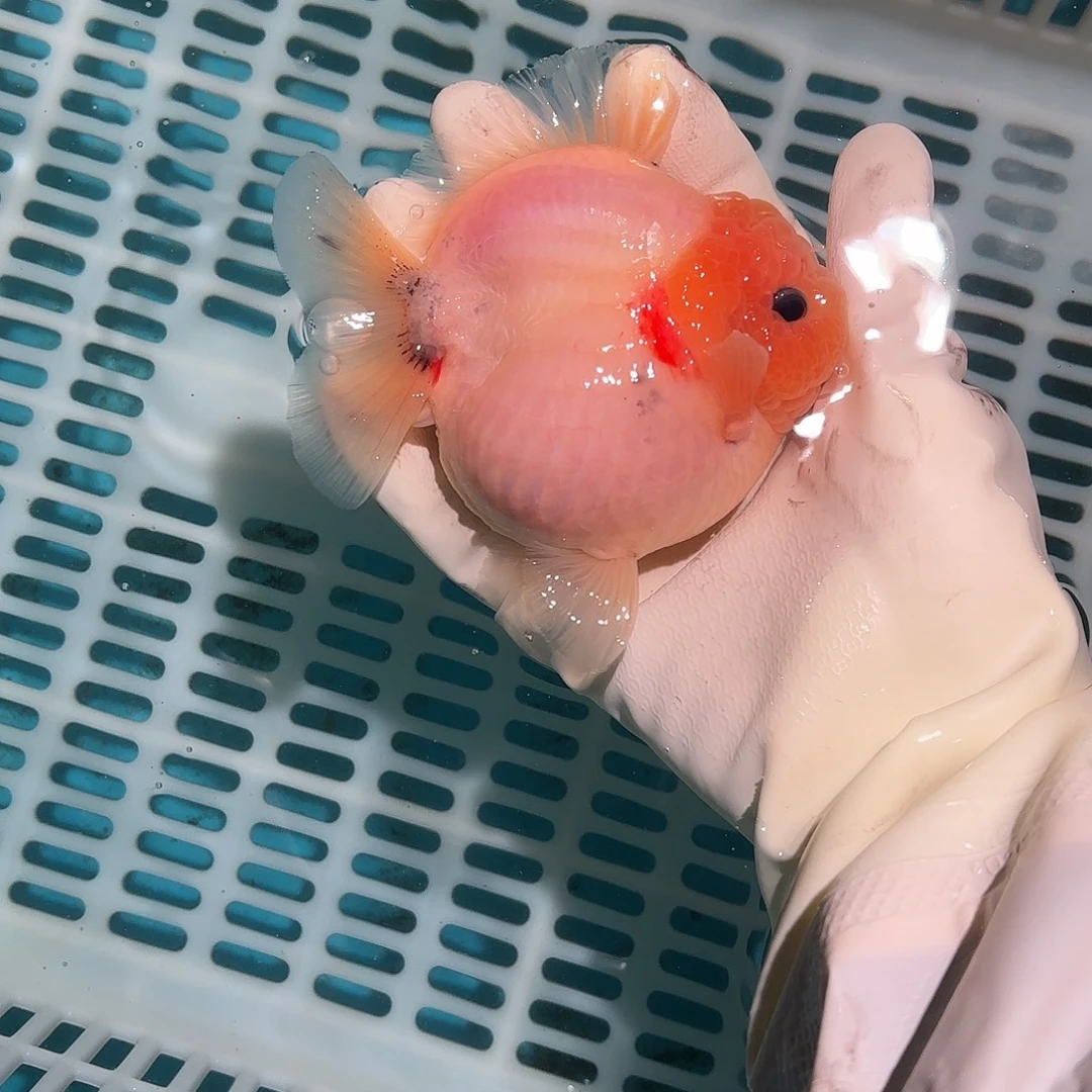 金鱼金鱼485285888