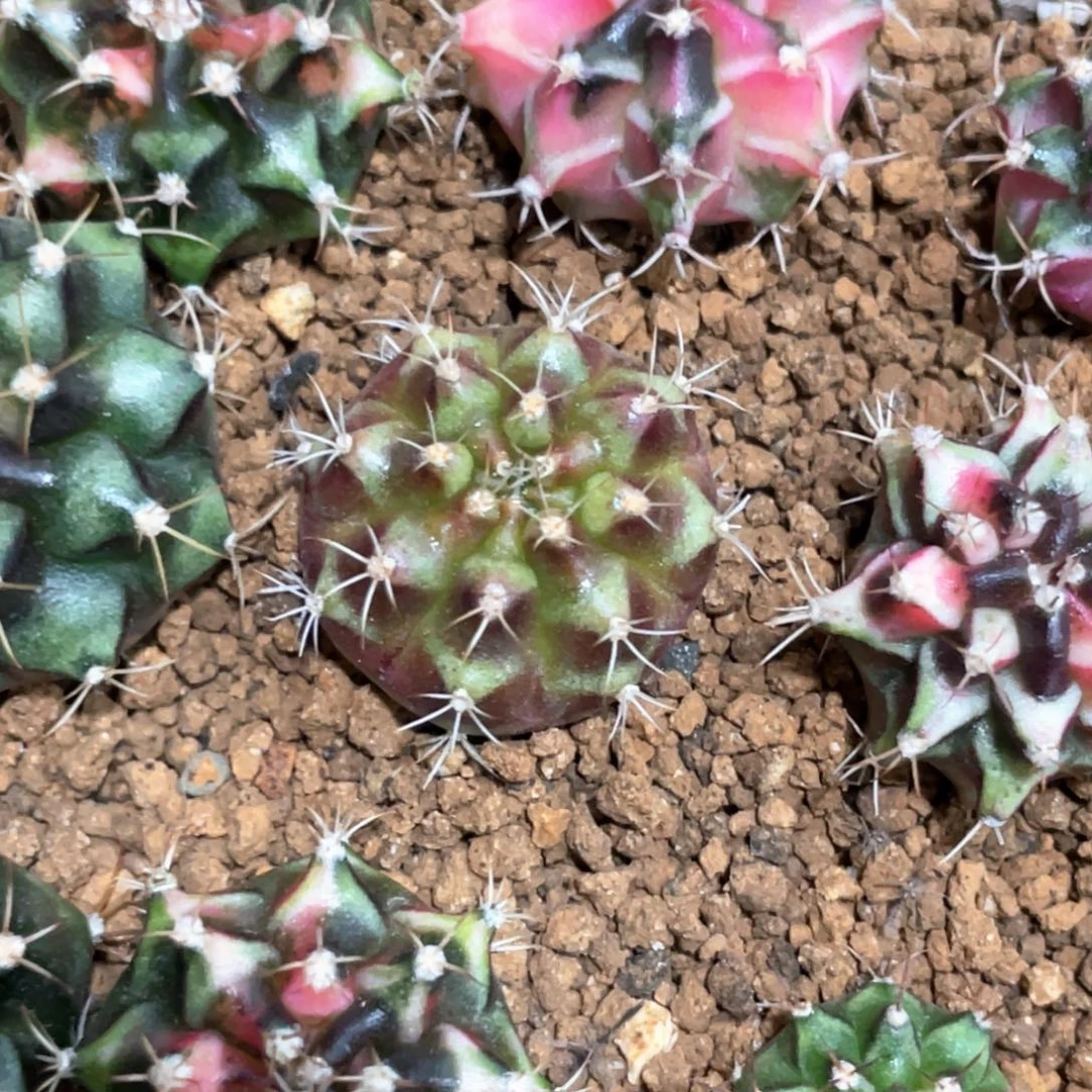 当前无花朵，栽培后可花朵皮色球