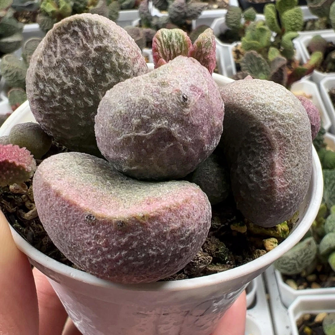 三颗一起多肉植物水泡