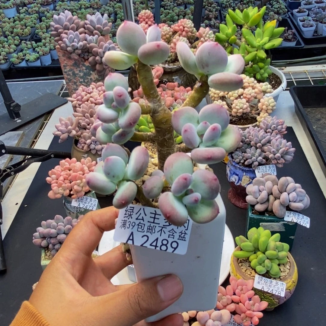 489苹果奶四代多肉7c m