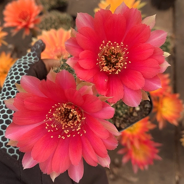 726 实生丽花7厘米