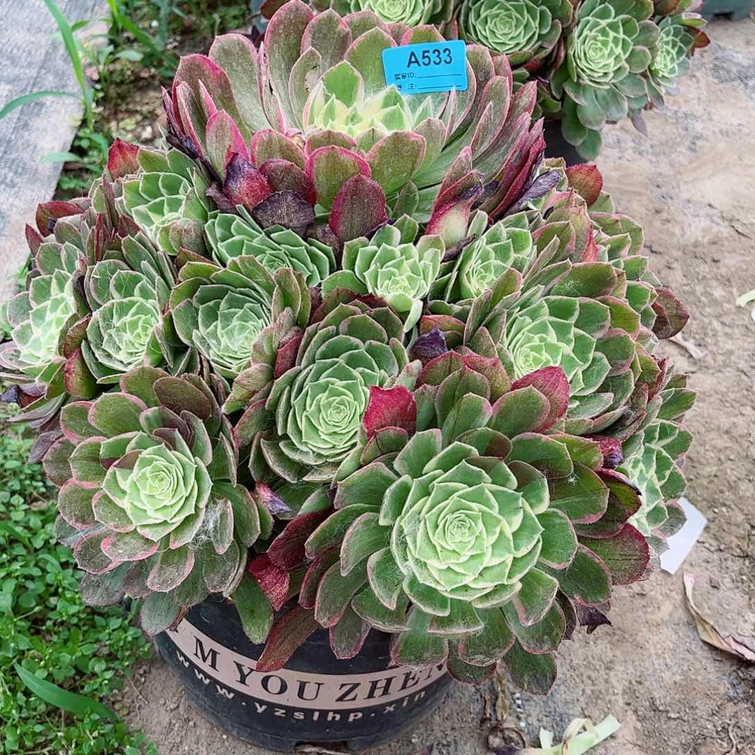 多肉植物万花桶533