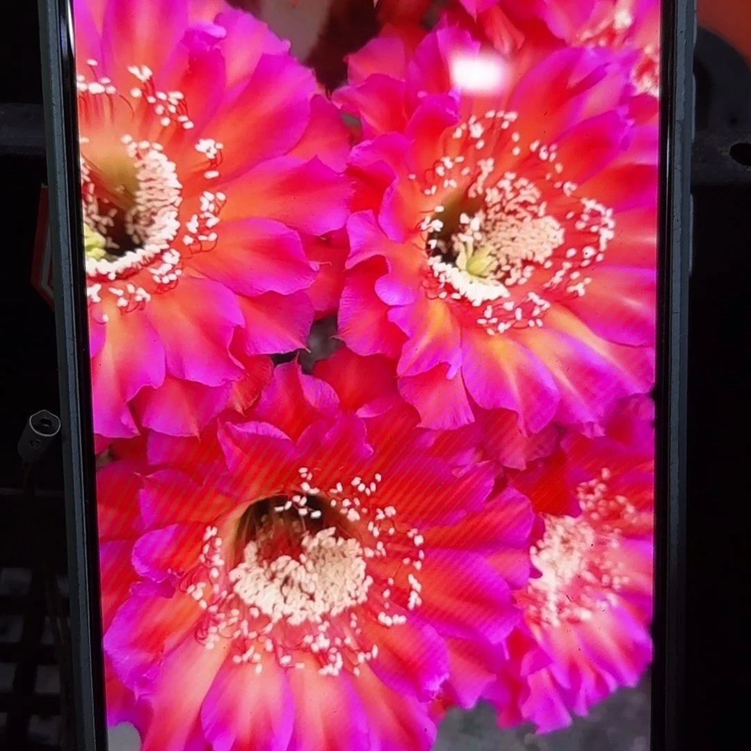 瑕闪耀无根侧牙四公分