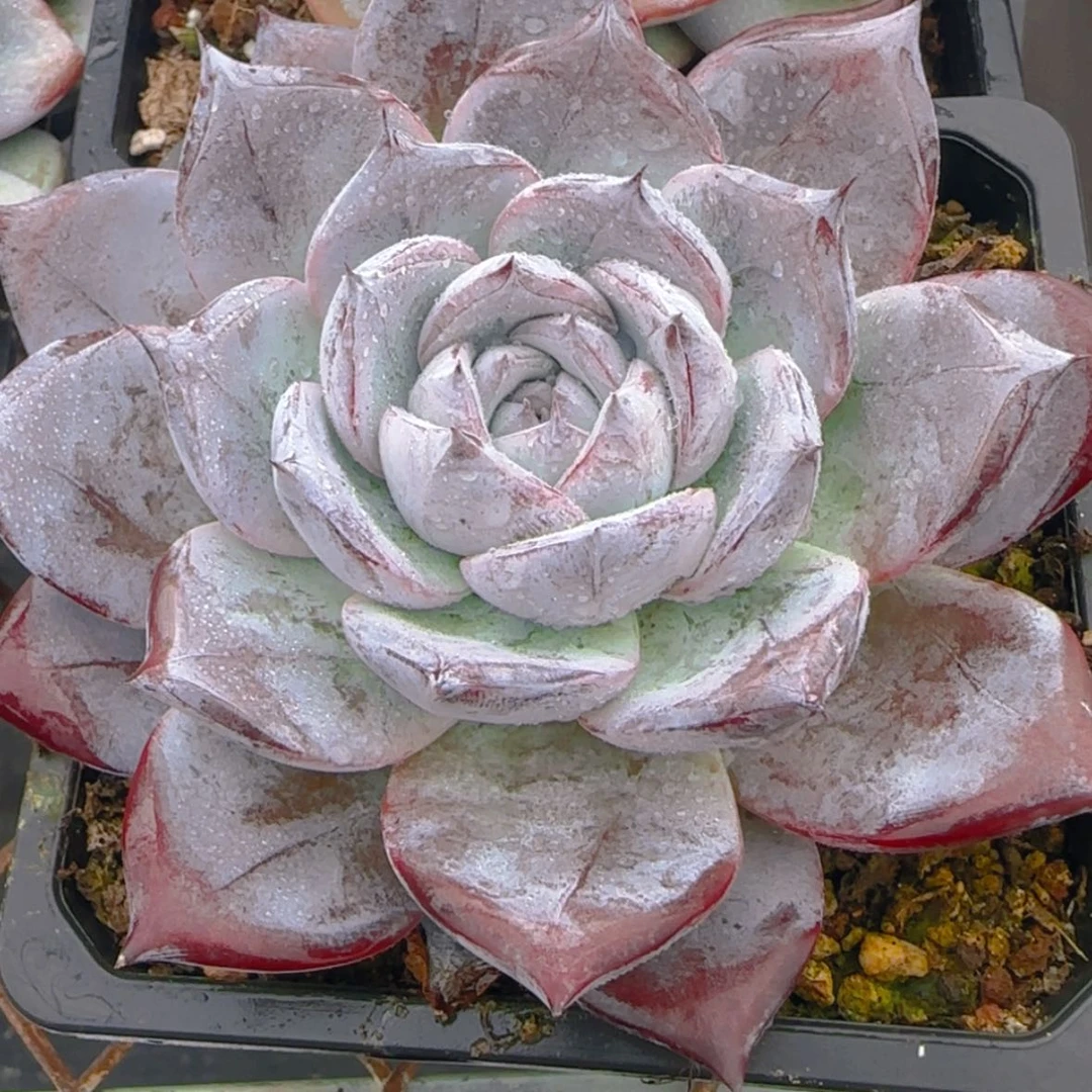 【闪购商品】黑卡29.9