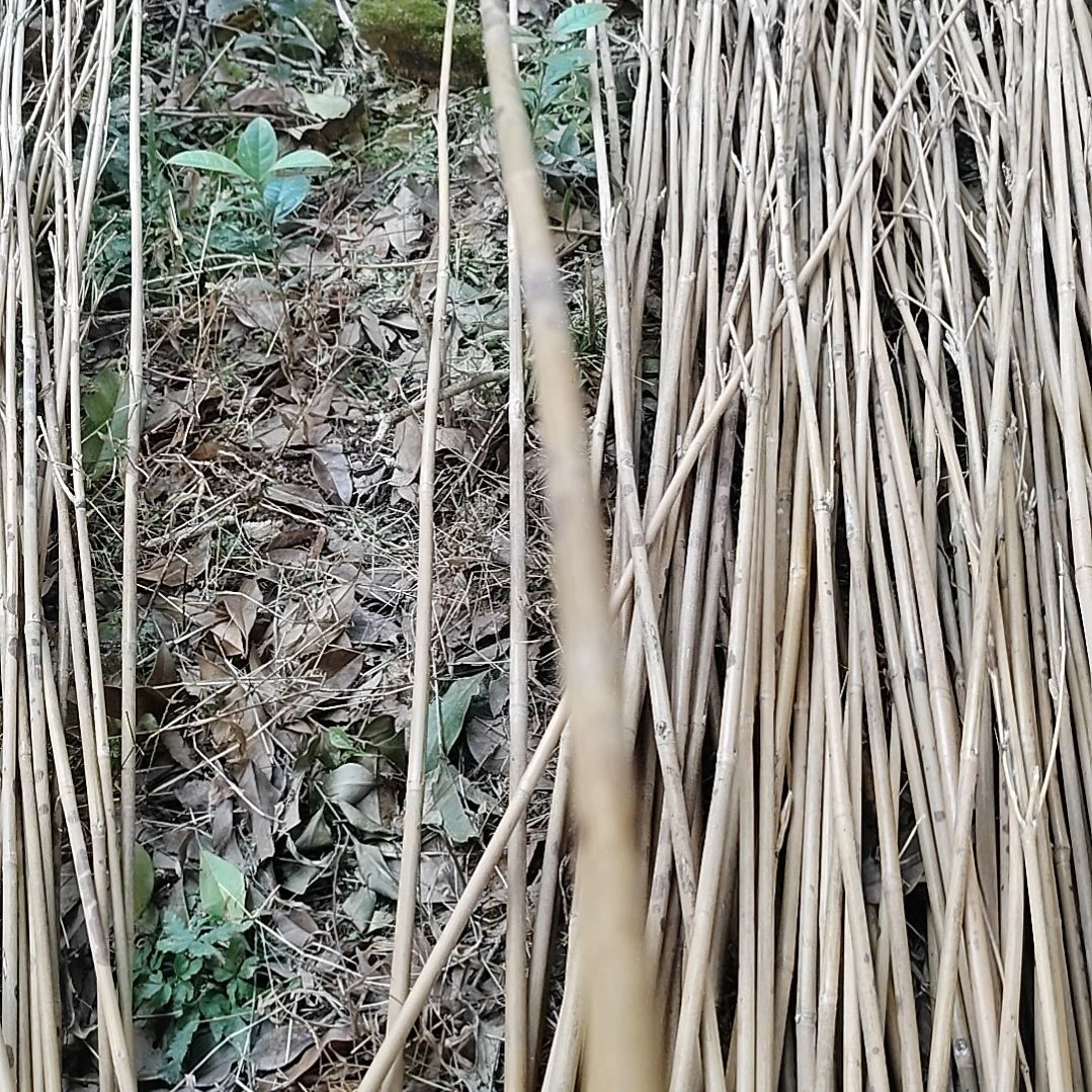 噻***u竹福建湘妃竹原材料