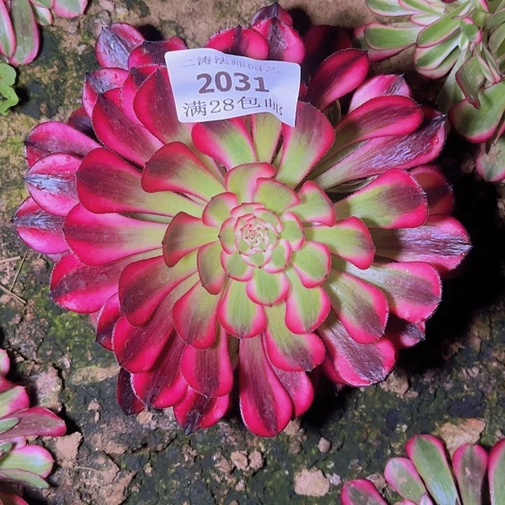 2031黑同白多肉植物