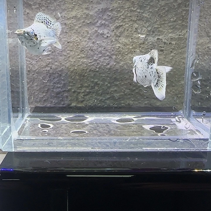 黑玛丽鱼奶牛玛丽。26号