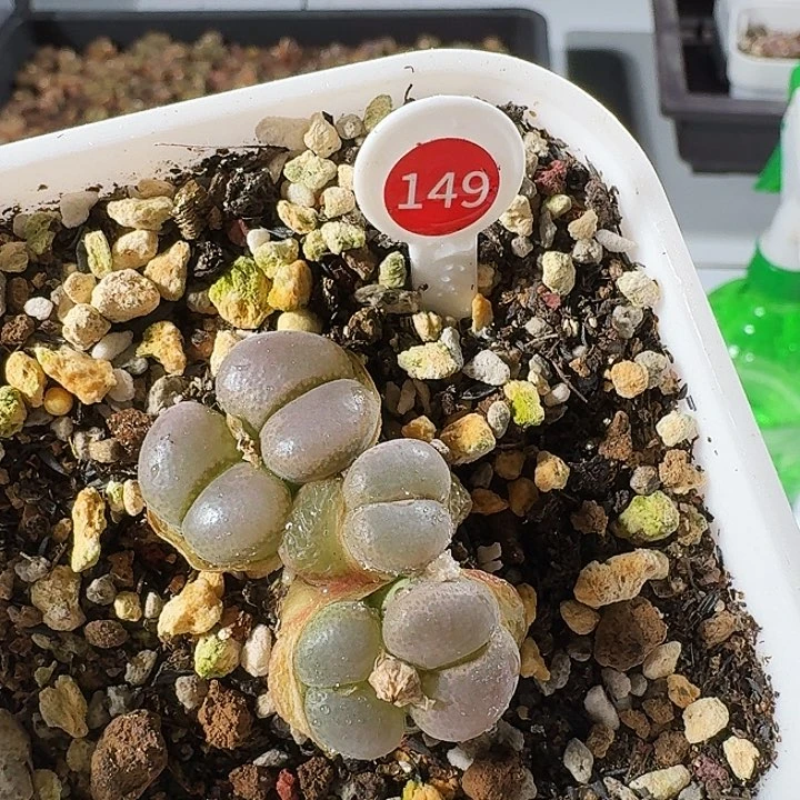 无花朵h****k多肉植物149