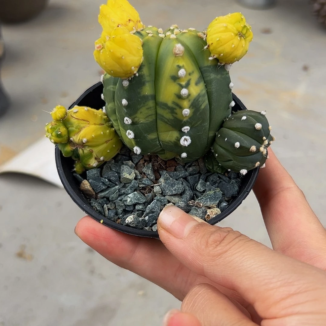 子吹兜W w w w w w w w w w w w w w