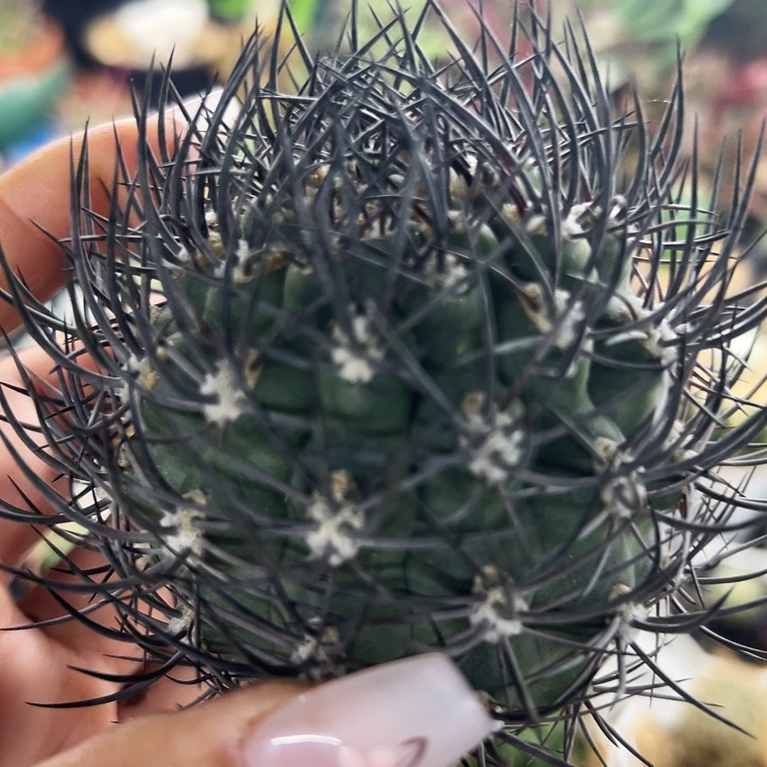 黑刺逆豹有根仙人球666666666