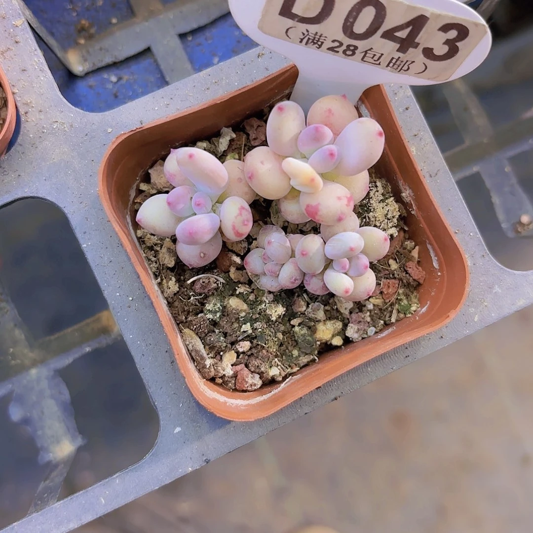 D043四代苹果奶一物一拍