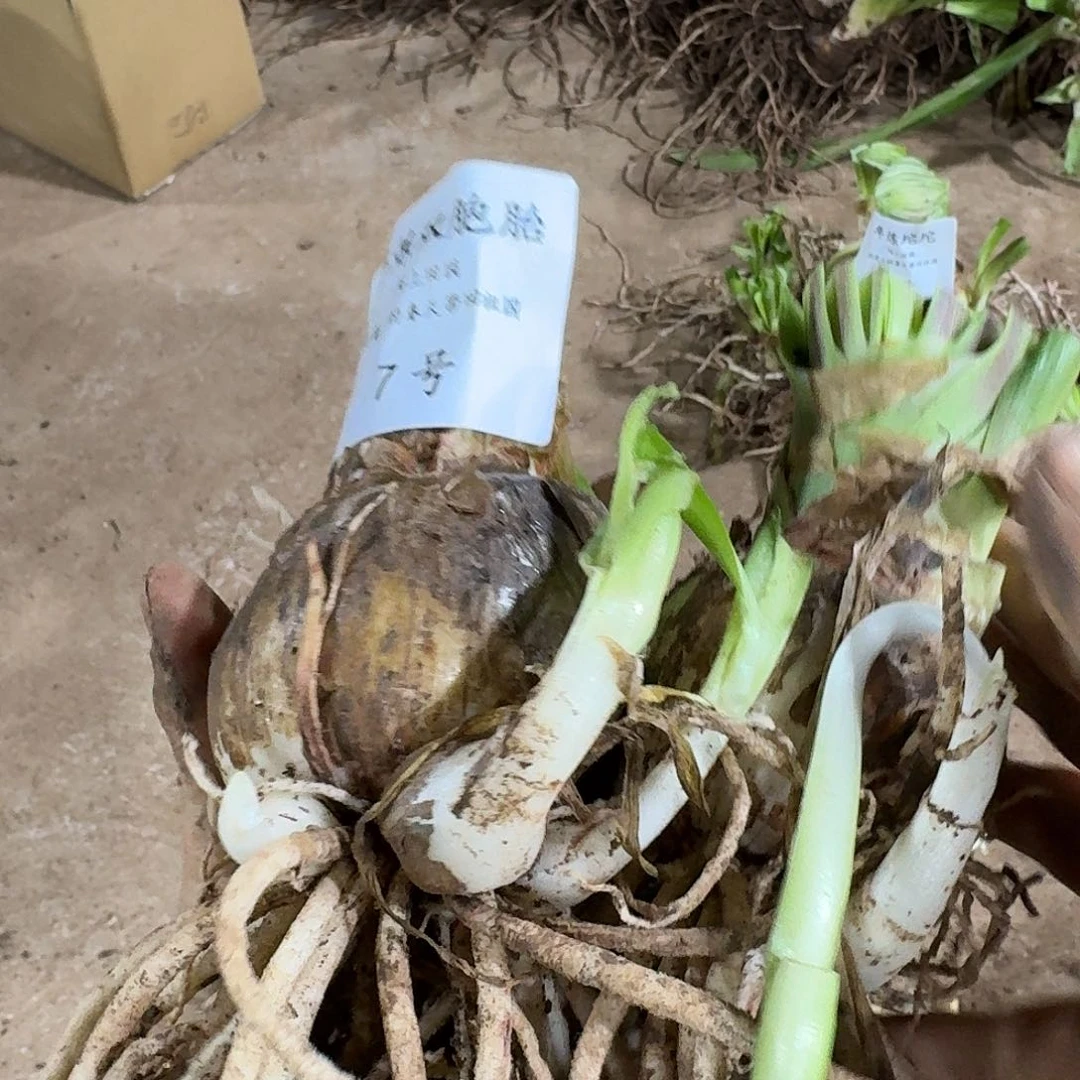 淬炼双胞胎7+8开花球