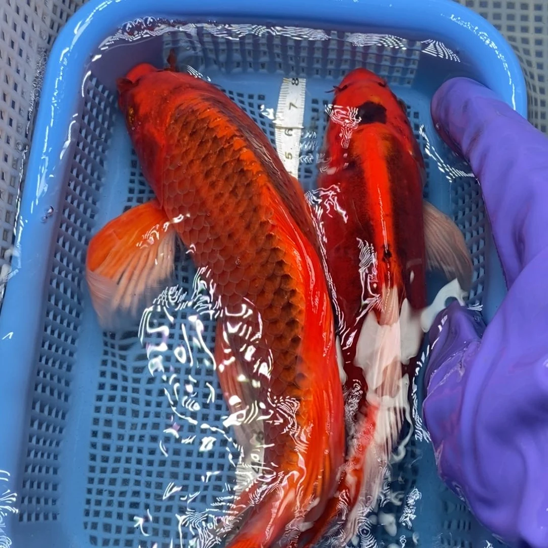 锦鲤冷水锦鲤包邮