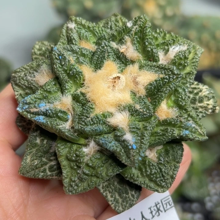 484。落地 无根 仙人球的故事