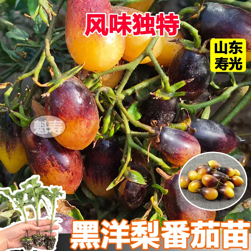 超甜寿光黑黄洋梨番茄苗秧圣女果樱桃西红柿种子四季盆栽阳台高产