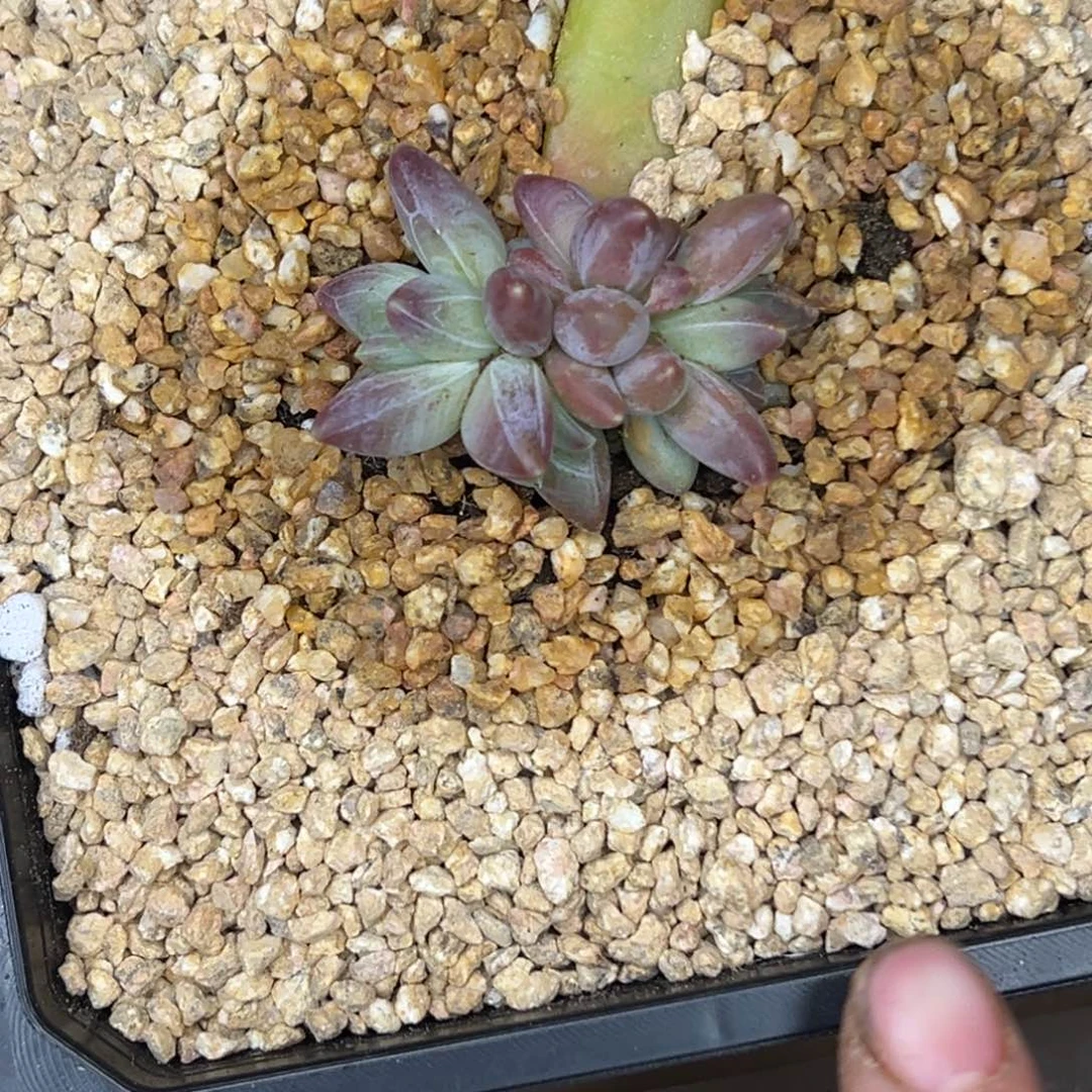 不***儿不吃肉馅 雪黛丽苗11