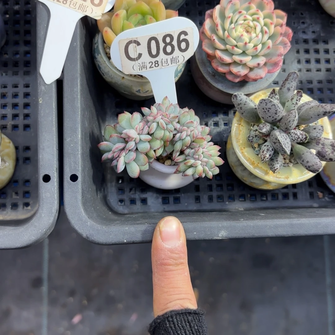 C086勇敢缀一物一拍