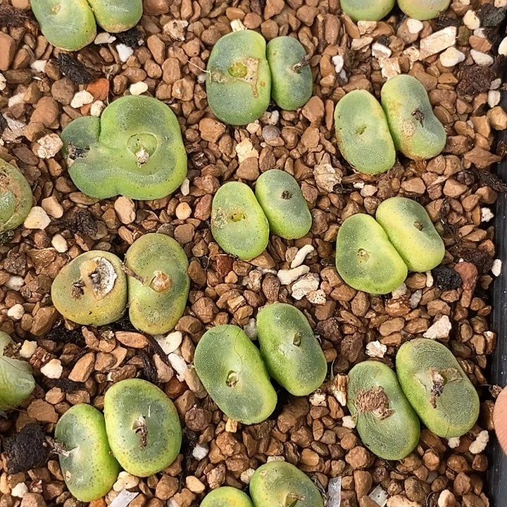 19601双头鞋子一颗有伤