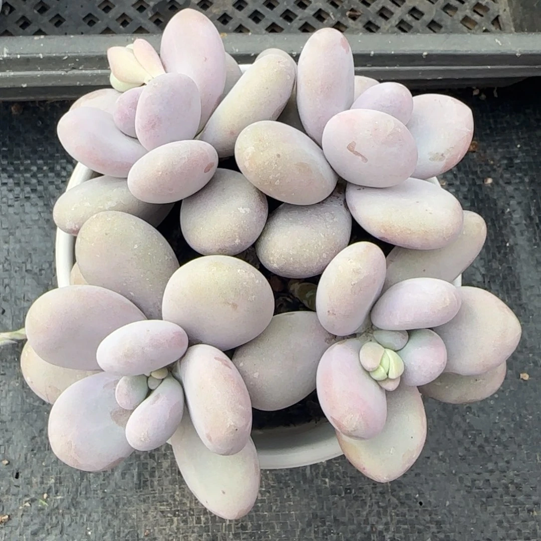 从前慢花园精选多肉原始奶酪小