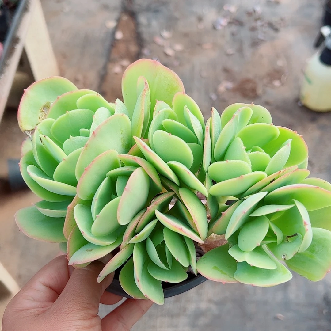 碧桃朵朵缀，一物一拍