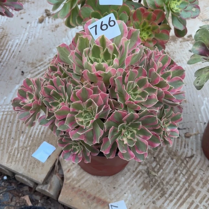 夜罗刹多肉植物不包损766