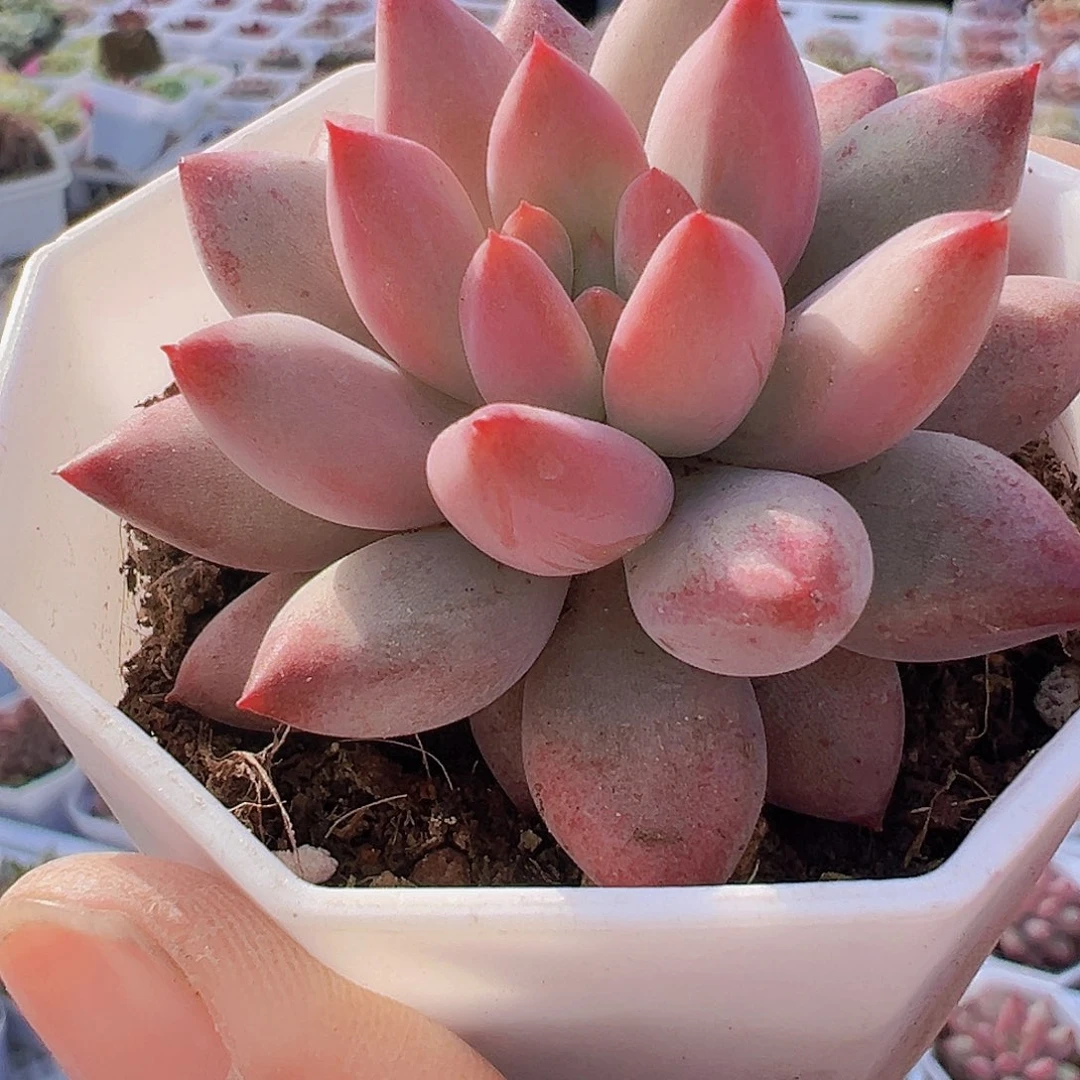 金鱼姬19包邮多肉植物