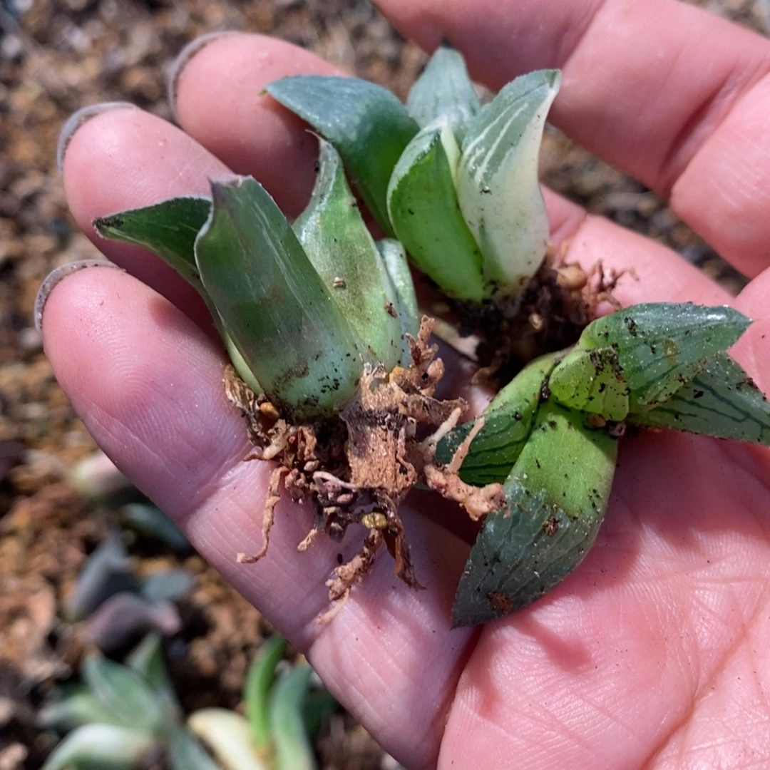 瘦***点979 三颗一起 福利。