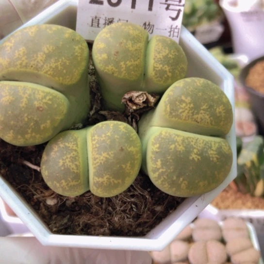 2511，4头群如图一物一拍