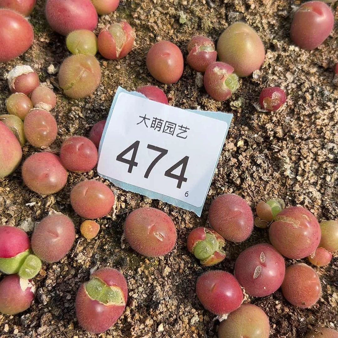 0000474量拍长毛翠滴3颗全部挑红的